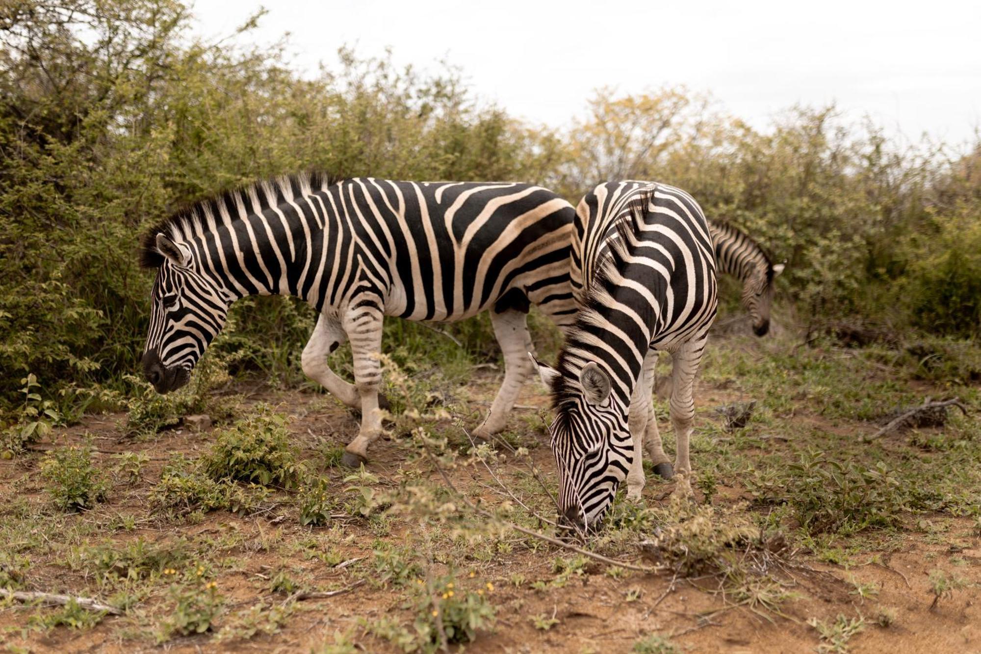 Little Kubu Lodge Hoedspruit Bagian luar foto