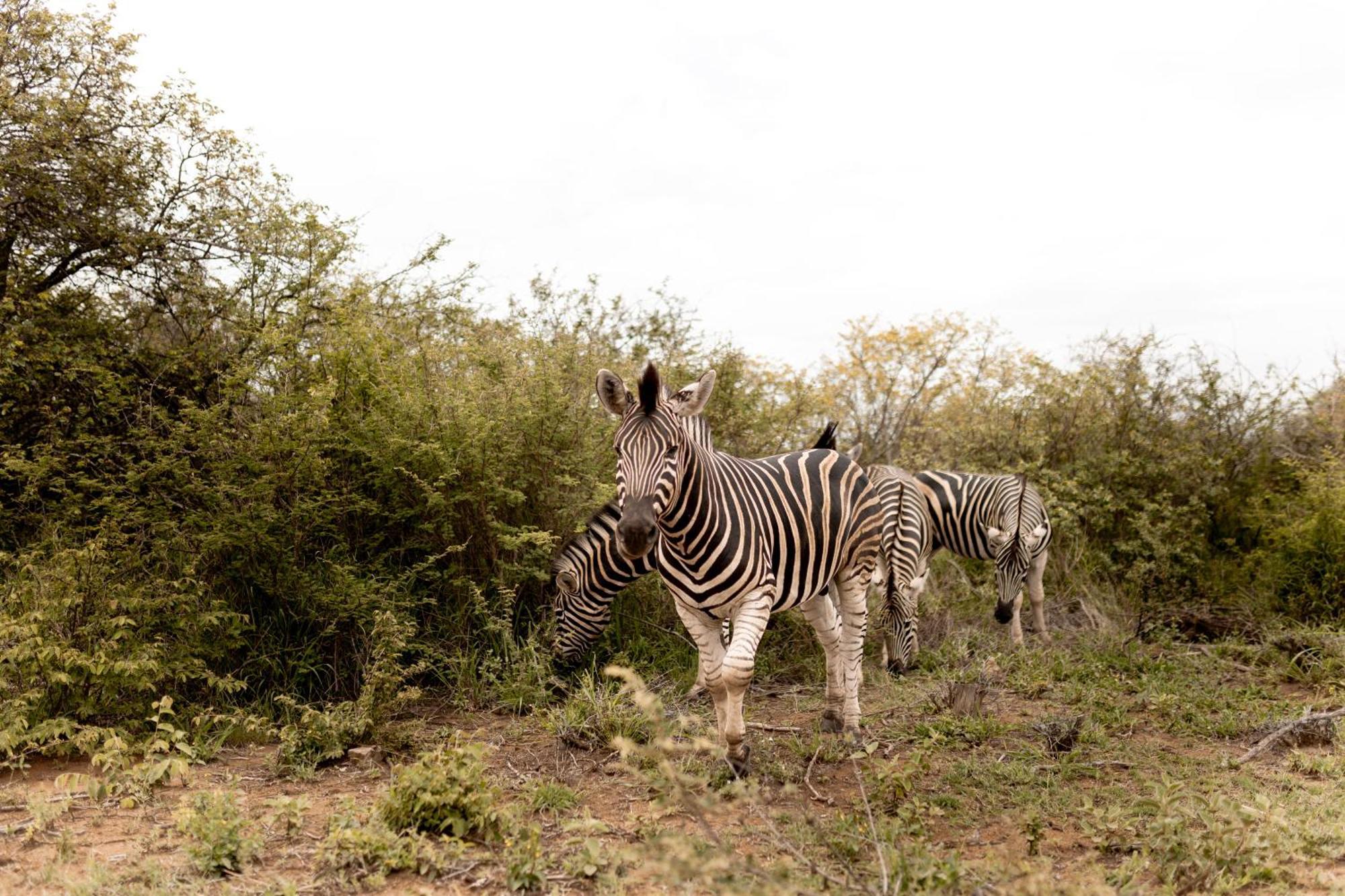 Little Kubu Lodge Hoedspruit Bagian luar foto