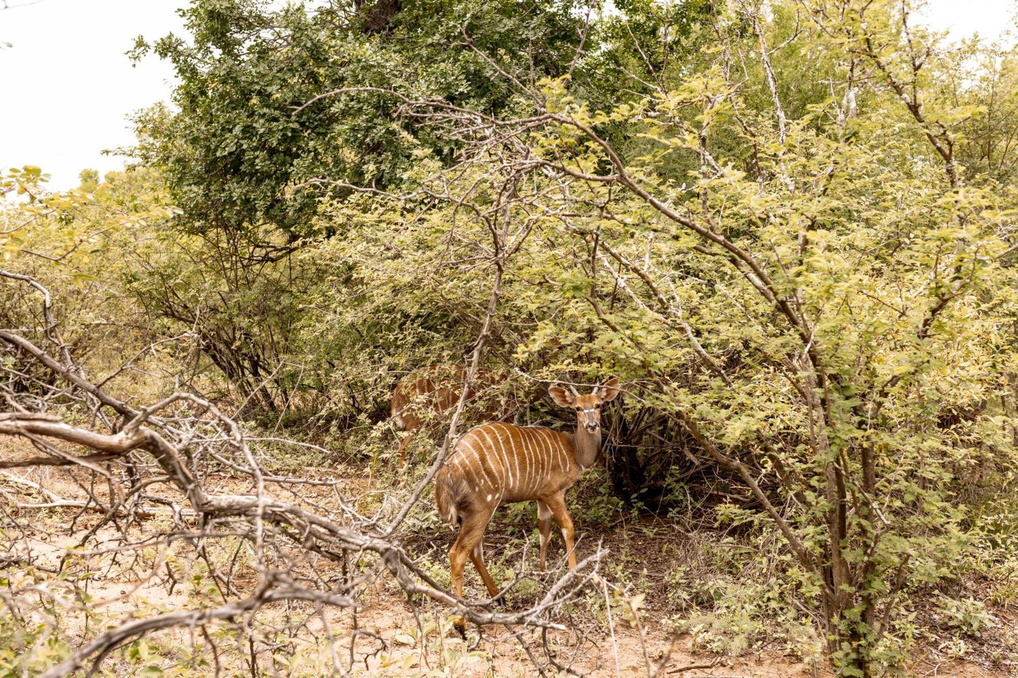 Little Kubu Lodge Hoedspruit Bagian luar foto